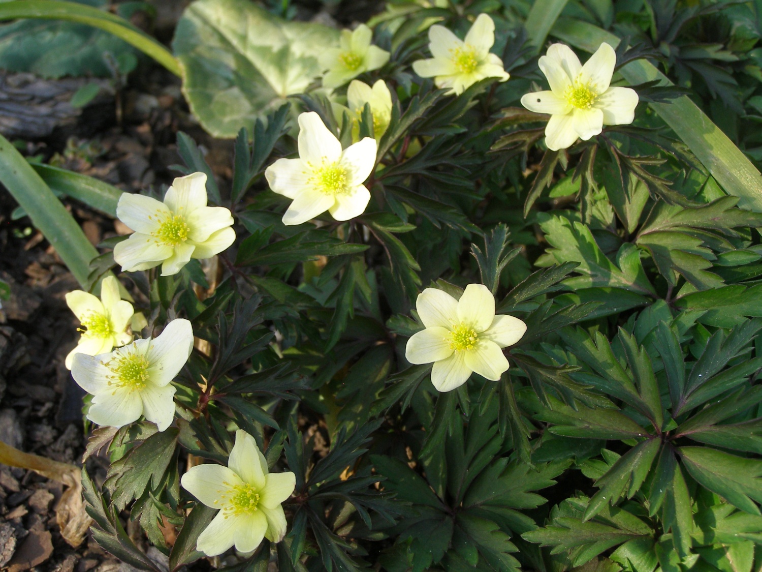 Anemone x lipsiensis 'Pallida'